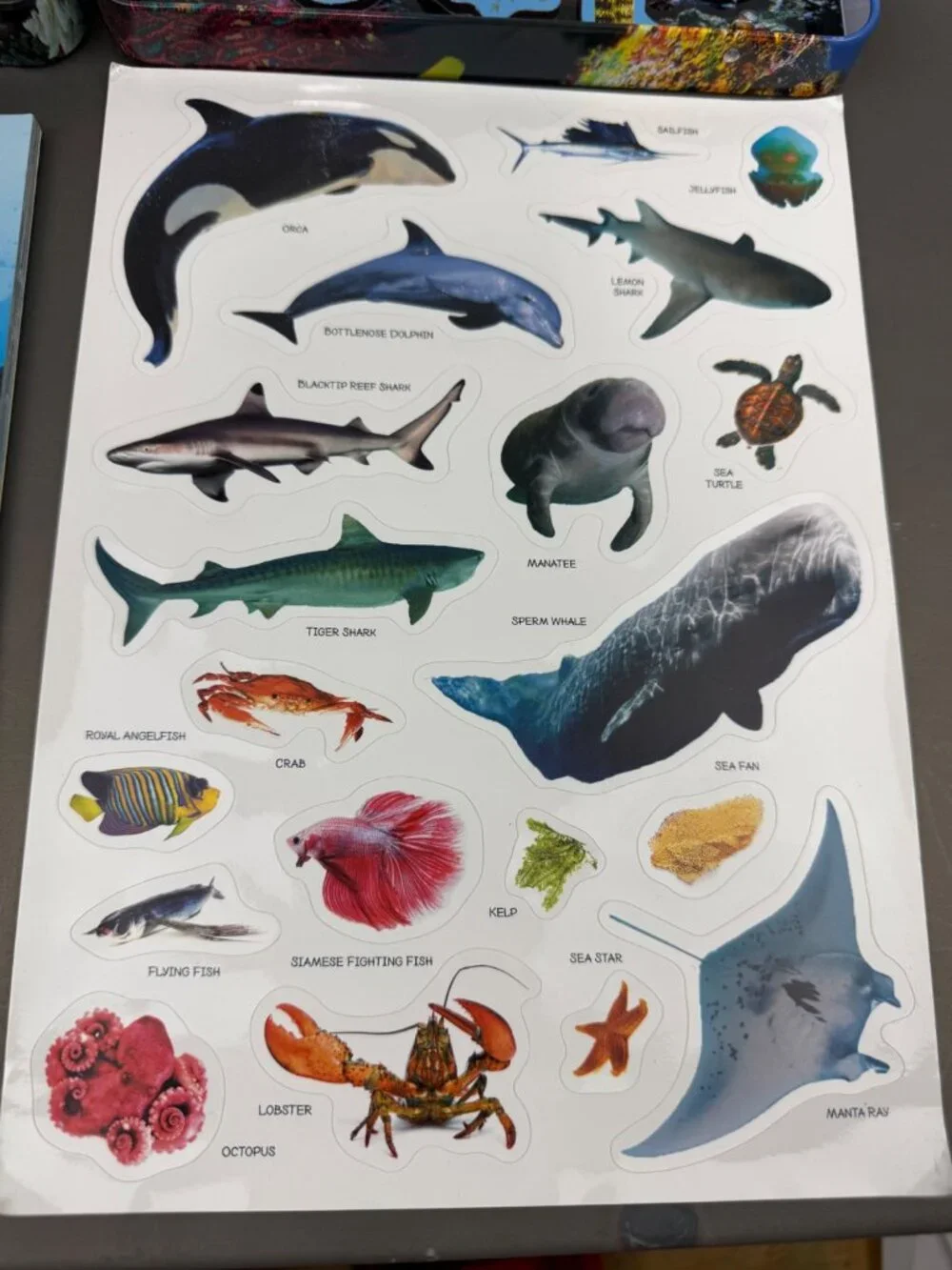 Smithsonian Magnetic Adventures Sea Life Set With Guidebook & Reusable Clings
